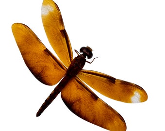Fulvous Forest Skimmer Dragonfly (Neurothemis fulvia) (F) Specimen Indonesia Dragonfly Insect, Art Supplies Craft