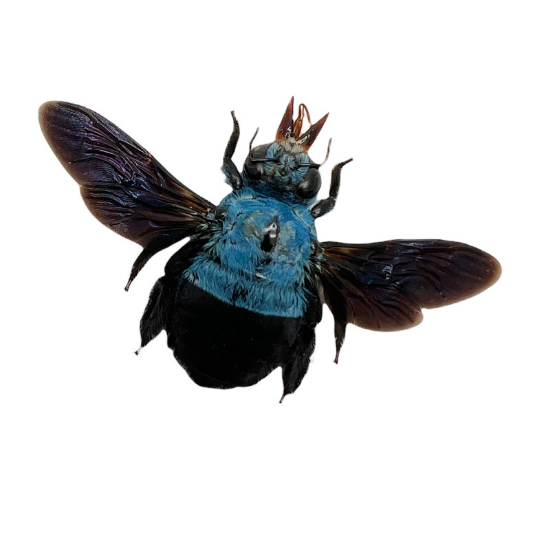 The Blue Carpenter Bee Xylocopa caerulea Insect Specimen Indonesia F, Entomology Supply, Curio, Collection, Wunderkammer image 4