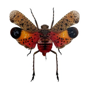 Puede incluir: Una cigarra de la linterna manchada con alas rojas, negras y blancas. El insecto tiene patas largas y un cuerpo marrón.