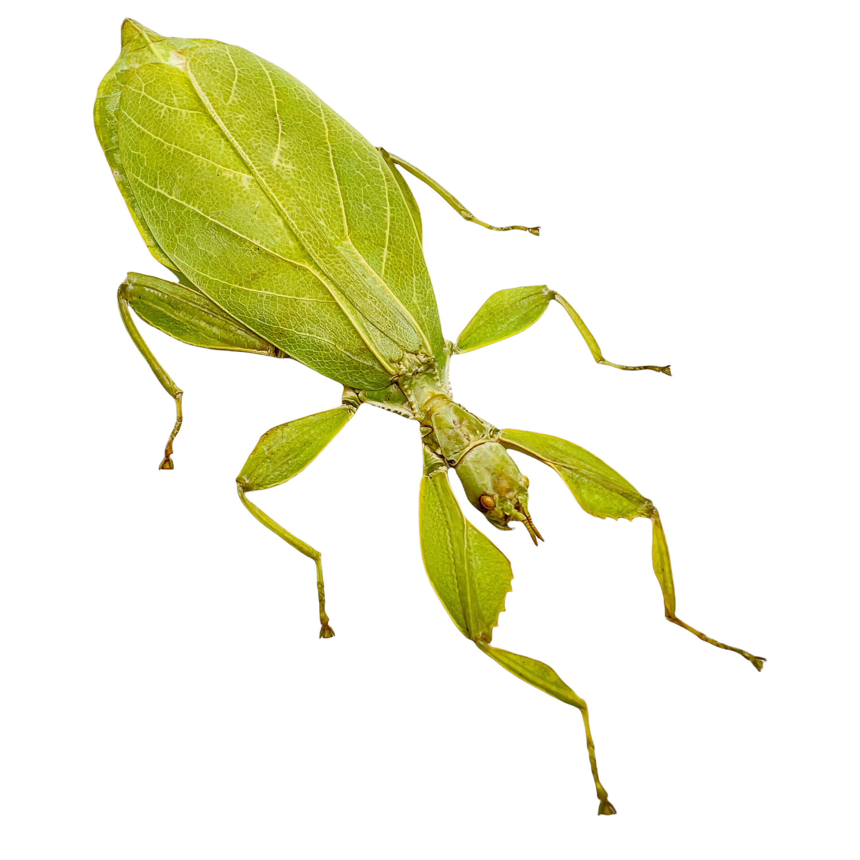 Green Leaf Insect Phyllium tobeloense bhaskarai (F) Indonesian Specimen, Oddities, Collectible, Entomology, Taxidermy, Bug, Art Supplies