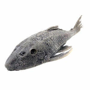 May include: A close-up of a grey, armoured catfish with a mottled pattern. The fish has a large head and small eyes. It is lying on its side with its fins spread out.