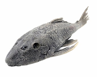 Pre-historic Carachama Armored Catfish (pseudorinelepis Genibarbis
