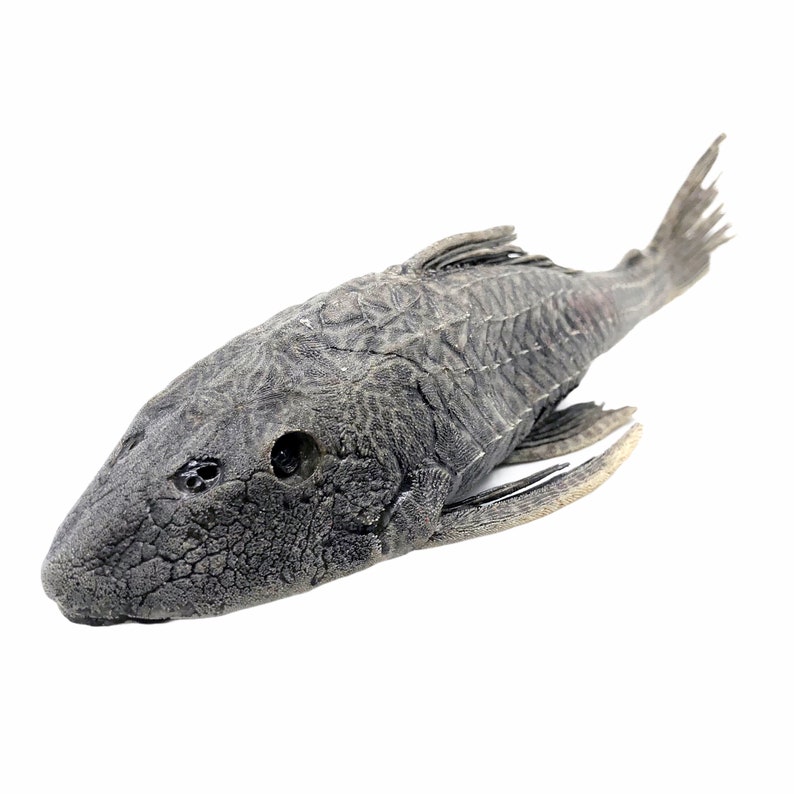 Pre-Historic Carachama Armored Catfish Pseudorinelepis genibarbis Peru, Specimen Oddities Collectible Taxidermy Fishing Curio image 1