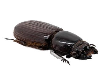 ブル巨大ナナフシ（Anchiale buruense）17 cm+ A1 インドネシア産実物