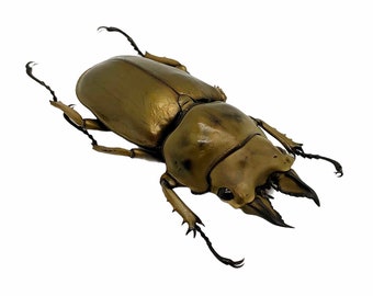 Bronze Golden Beetle Allotopus rosenbergi Insect Collector Specimen Art Specimen, Oddities, Collectible, Entomology, Bug