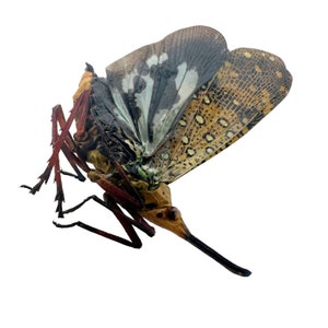 Op de afbeelding: Een bruin en zwart insect met een lange, dunne snavel en grote, gepatroneerde vleugels. De vleugels zijn een mix van bruin, zwart, wit en groen.