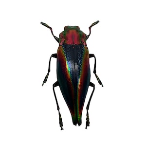 Può includere: Uno scarabeo verde metallico e rosso con ali iridescenti. Lo scarabeo è visto dall'alto e ha lunghe gambe.