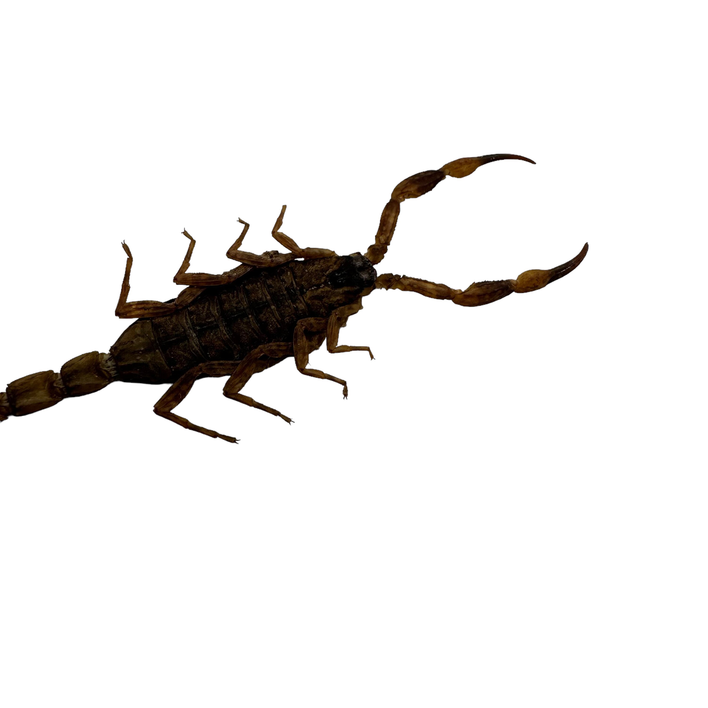 本物の剥製ゴールデンチャイニーズスコーピオン（Mesobuthus martensii