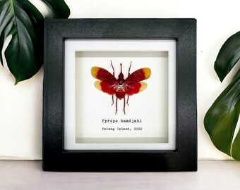 Red and Yellow Snout Nose Lantern Fly Frame (Pyrops hamdjahi) Shadow Box, Professionally Mounted Entomology Display Piece