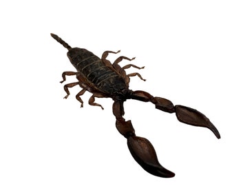 本物の剥製ゴールデンチャイニーズスコーピオン（Mesobuthus martensii