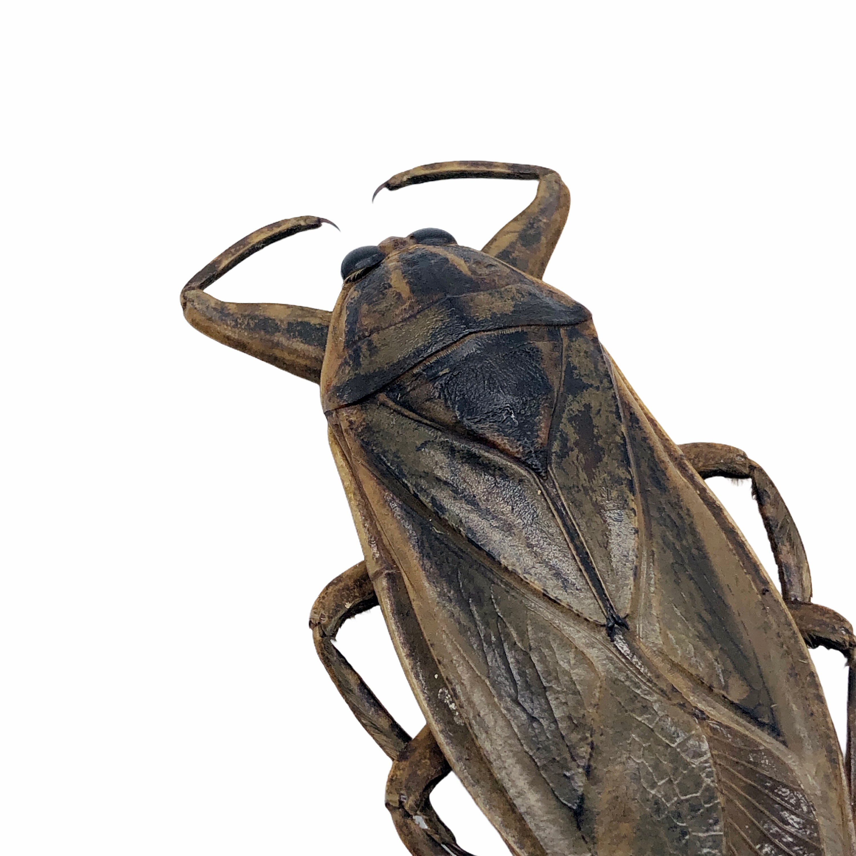 オオタガメ（Lethocerus indicus）昆虫標本珍品収集品昆虫学剥製虫