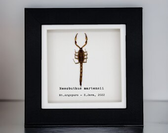 Manchurian scorpion (Mesobuthus martensii) Shadow Box, Professionally Mounted Entomology Display Piece