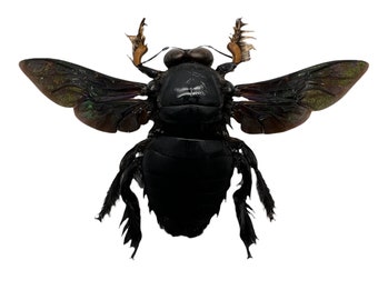 Giant Black Tropical Carpenter Bee Xylocopa Latipes Insect Specimen (M)