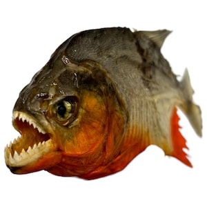 Piranha fish taxidermy - Etsy 日本