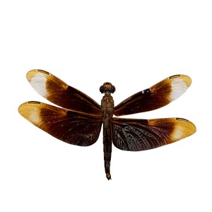 Fulvous Forest Skimmer Libélula (Neurothemis fulvia) (M) Espécimen Indonesia Libélula Insecto, Suministros de Arte Artesanía