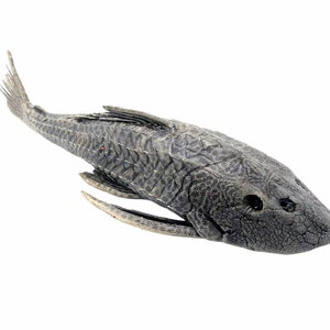 Pre-Historic Carachama Armored Catfish Pseudorinelepis genibarbis Peru, Specimen Oddities Collectible Taxidermy Fishing Curio image 3