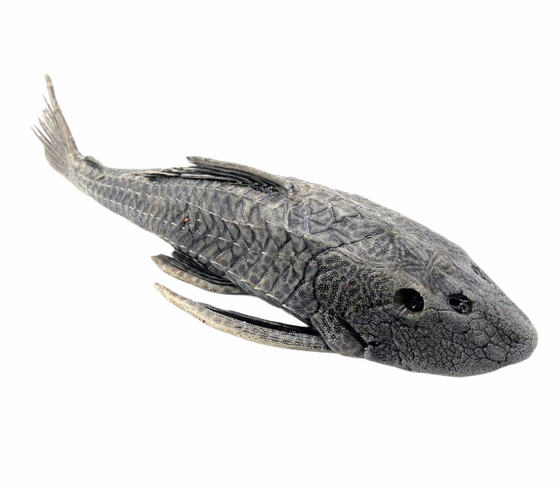 Pre-Historic Carachama Armored Catfish Pseudorinelepis genibarbis Peru, Specimen Oddities Collectible Taxidermy Fishing Curio image 3