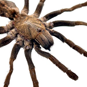 Sumatran-Tiger Tarantula Spider (Ornithoctoninae sp &#39;Veronica&#39;) dwarf sized Spider Indonesian Entomology Collector Specimen Arachnid Gothic