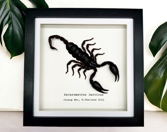 Vietnam Forest Scorpion Frame (Heterometrus laoticus) Shadow Box, Professionally Mounted Entomology Display Piece