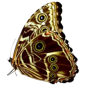 The Deidamia Scarce Morpho Butterfly FEMALE (Morpho deidamia) Lepidoptera, Metallic Blue Black, Entomology Specimen, Insect, Art Craft A1