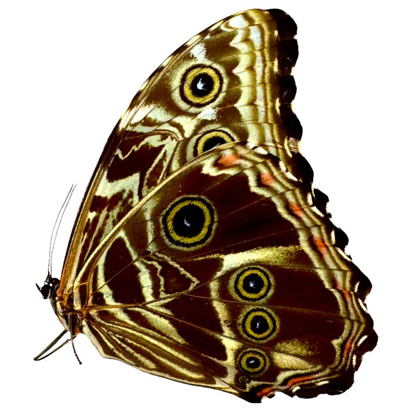 The Deidamia Scarce Morpho Butterfly FEMALE (Morpho deidamia) Lepidoptera, Metallic Blue Black, Entomology Specimen, Insect, Art Craft A1