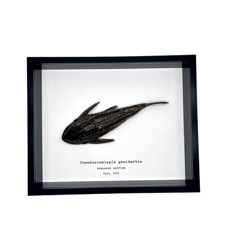 Pre-Historic Carachama Armored Catfish Frame Pseudorinelepis genibarbis Shadow Box, Professionally Mounted Taxidermy Display Piece image 2