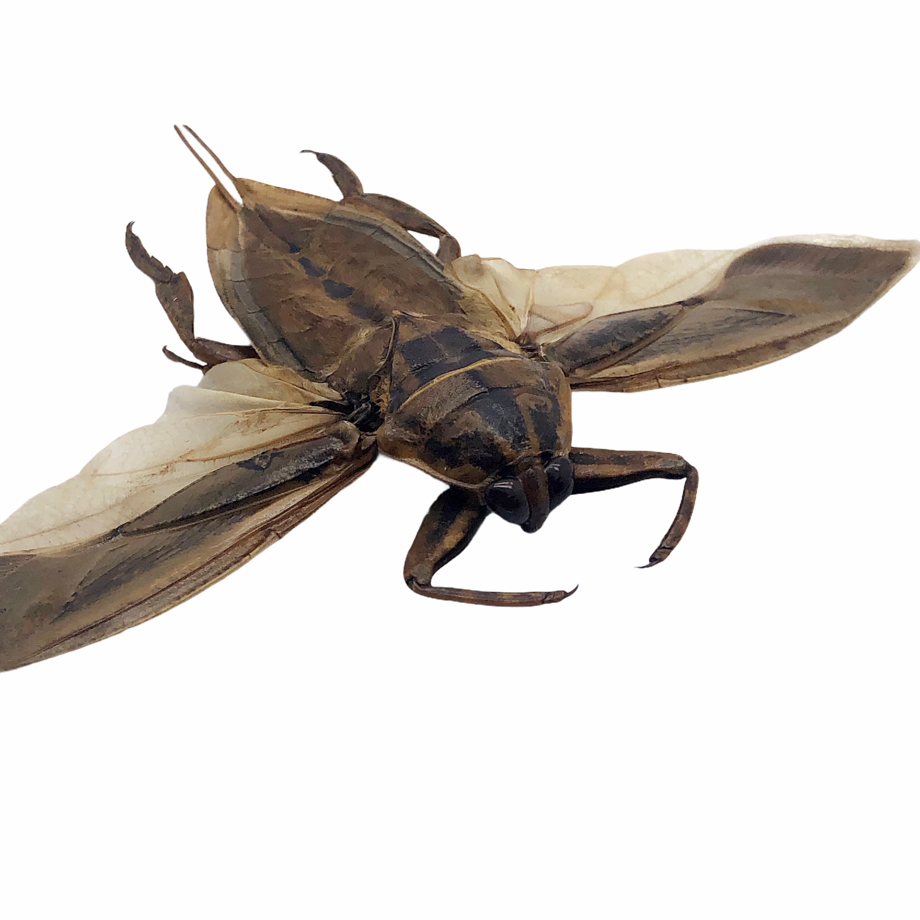 オオタガメ (Lethocerus indicus) (SPREAD) 昆虫標本、珍品、収集品