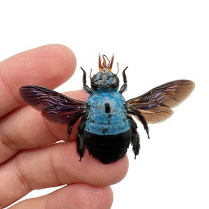 The Blue Carpenter Bee Xylocopa caerulea Insect Specimen Indonesia F, Entomology Supply, Curio, Collection, Wunderkammer image 2