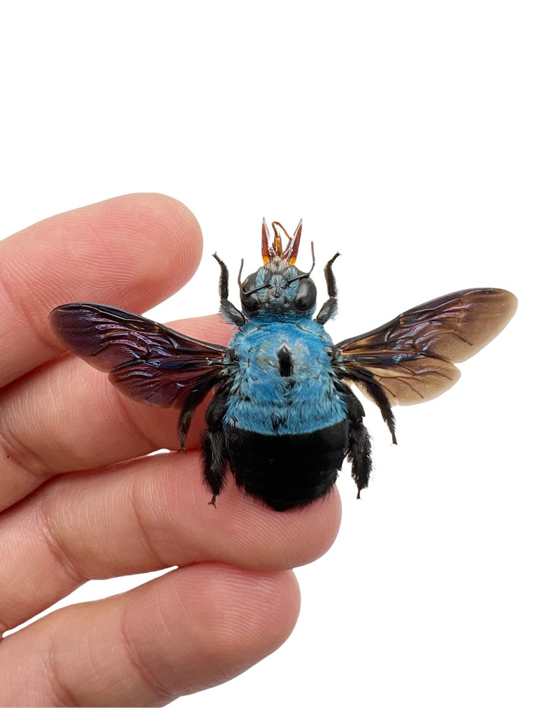 The Blue Carpenter Bee Xylocopa caerulea Insect Specimen Indonesia F, Entomology Supply, Curio, Collection, Wunderkammer image 2