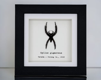 Giant Jumping Spider Frame (Hyllus giganteus) Shadow Box, Professionally Mounted Entomology Display Piece