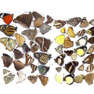 Borboletas taxidermia natural lindas pequenas borboletas artesanato enfeites