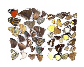 Butterflies taxidermy natural beautiful small butterfly craft embellishments