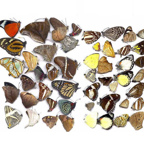 Taxidermie de papillons embellissements naturels de beaux petits papillons