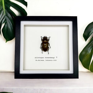 Golden Stag Beetle Frame (Allotopus rosenbergi) Shadow Box, Professionally Mounted Entomology Display Piece