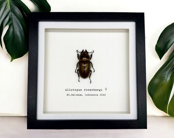 Golden Stag Beetle Frame (Allotopus rosenbergi) Shadow Box, Professionally Mounted Entomology Display Piece