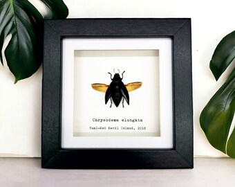 Metallic Wood-Boring Beetle Frame (Chrysodema elongata) Shadow Box, Professionally Mounted Entomology Display Piece