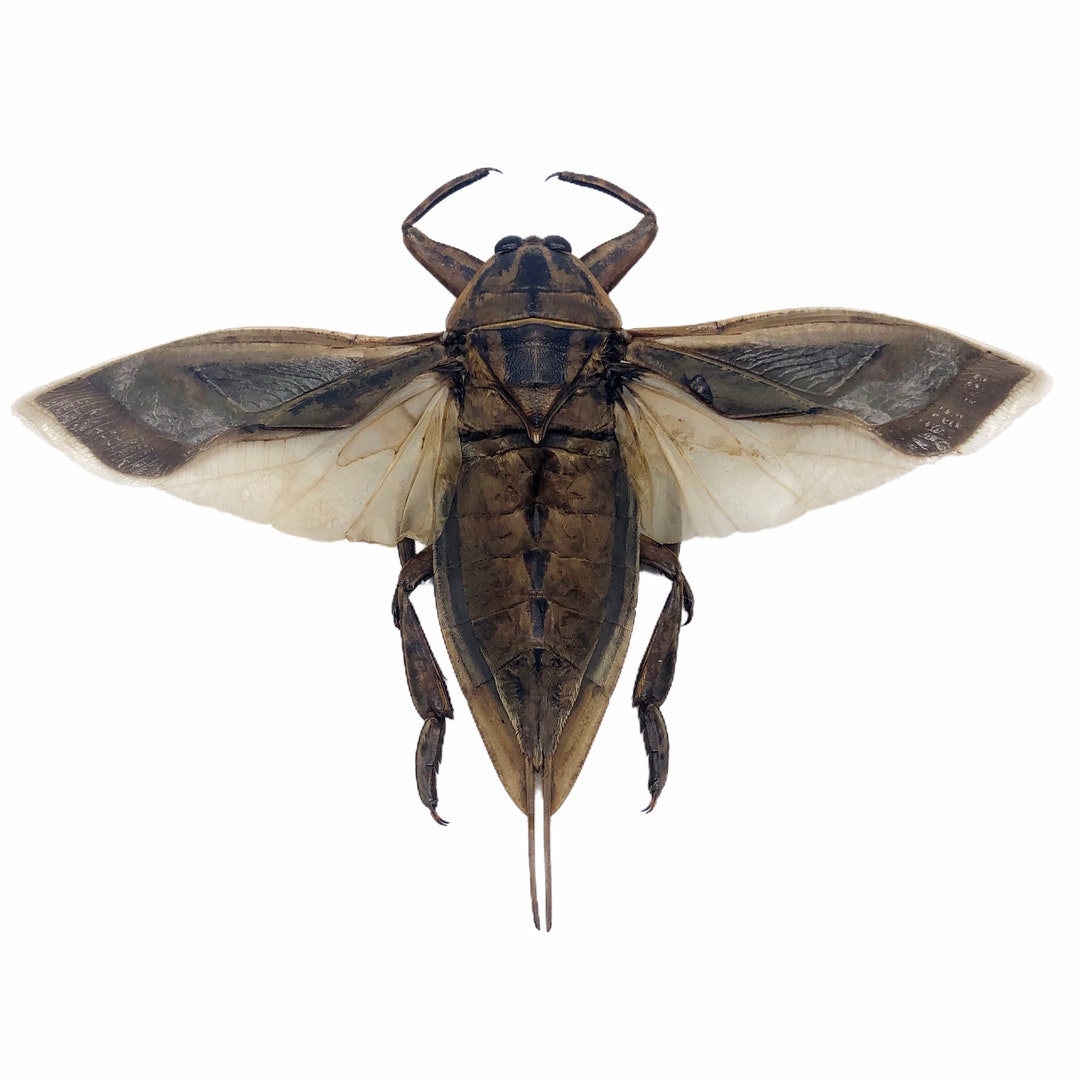 オオタガメ (Lethocerus indicus) (SPREAD) 昆虫標本、珍品、収集品