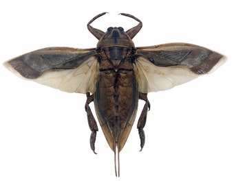 オオタガメ (Lethocerus indicus) (SPREAD) 昆虫標本、珍品、収集品