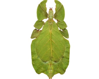Gray's Leaf Insect Phyllium bioculatum pulchrifolium Indonesian Specimen (F)