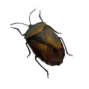 Puede incluir: Primer plano de un chinche, mostrando su caparazón iridiscente, verde metálico y bronce. Las patas y antenas del insecto son negras, sobre un fondo blanco. El cuerpo del insecto tiene una apariencia texturizada y estampada.