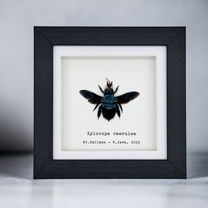The Blue Carpenter Bee Frame (Xylocopa caerulea) Shadow Box, Professionally Mounted Entomology Display Piece