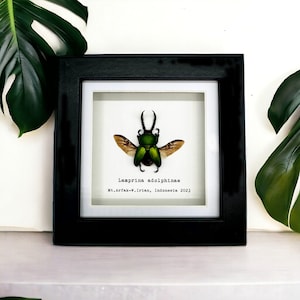 The Saw Tooth Green Stag Beetle Frame (Lamprima adolphinae) Shadow Box, Professionally Mounted Entomology Display Piece