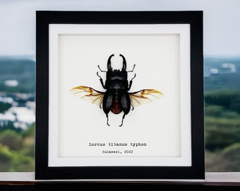 Giant Stag Beetle Frame (Dorcus titanus typhon) Shadow Box, Professionally Mounted Entomology Display Piece