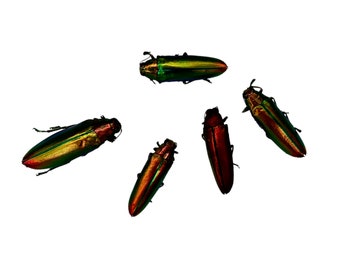 Rainbow Chromatic Beetles SET x5 (Chrysochroa aurora) Insect Specimen Art Supply Natural History Curio Collector Wunderkammer A1 Craft