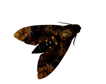 The Greater Death's Head Hawkmoth or Bee Robber (Acherontia lachesis) (M) Specimen Indonesia Dragonfly Insect, Art Supplies Craft