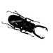 see more listings in the Beetles section