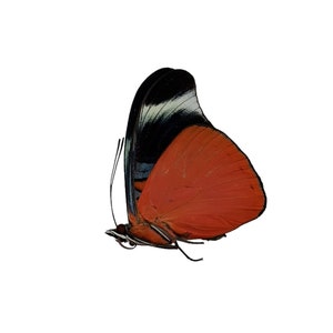 The Prola Beauty Red Flasher Butterfly (Panacea prola) Lepidoptera, espécimen de entomología, insecto, suministros de arte artesanal, natural A1