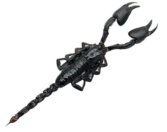 本物の剥製ゴールデンチャイニーズスコーピオン（Mesobuthus martensii