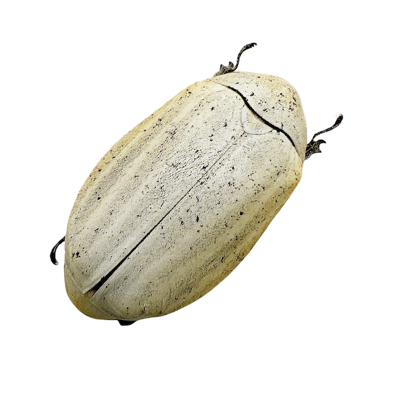 ☆昆虫標本☆ サスオガセギス 超絶素晴らし個体！南米のサスオガセギス