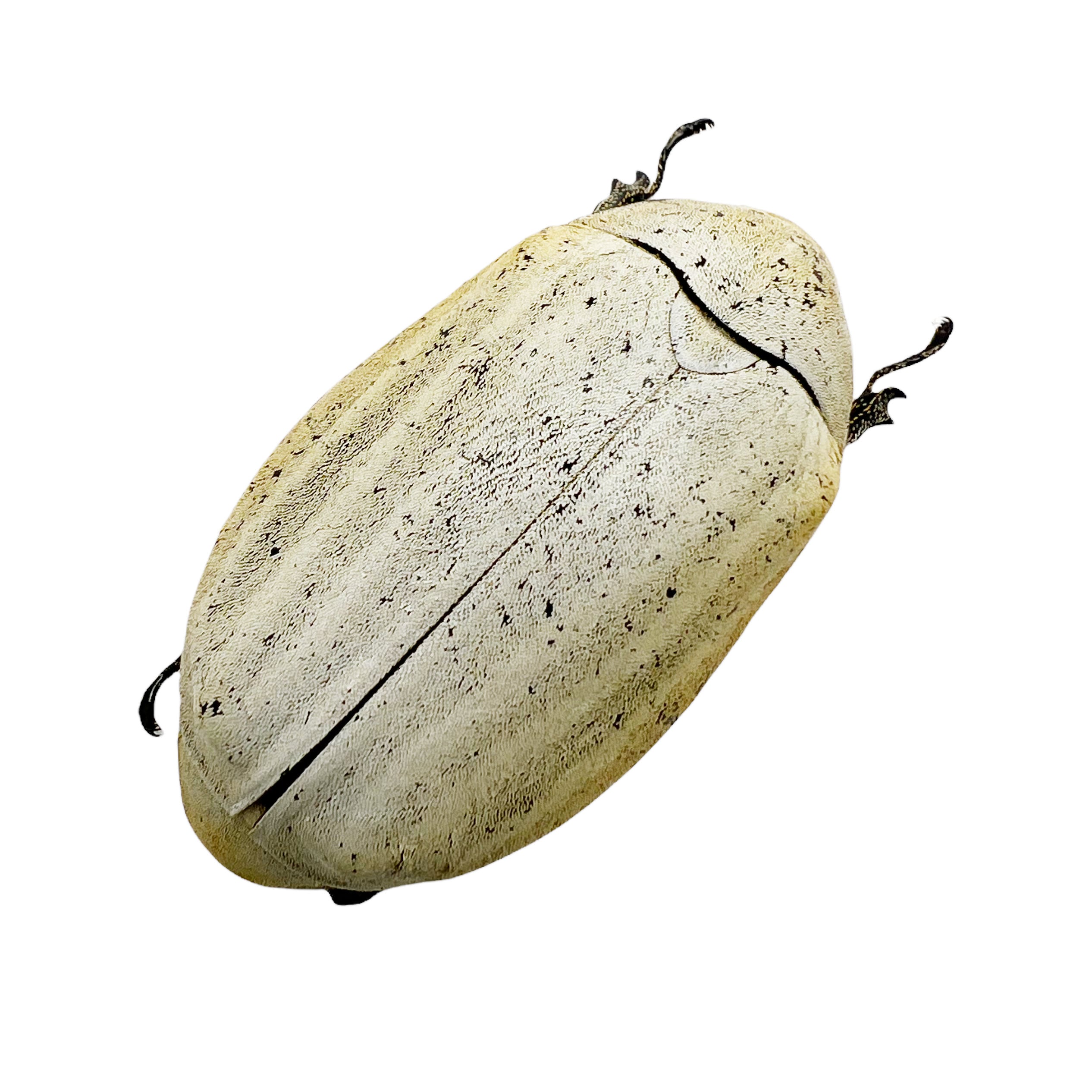 サトウキビシロオオカブトムシ（Lepidiota stigma）昆虫標本